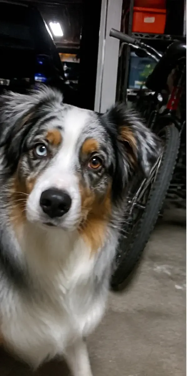 Everyday phone photo of a blue merle Australian Shepherd in a garage