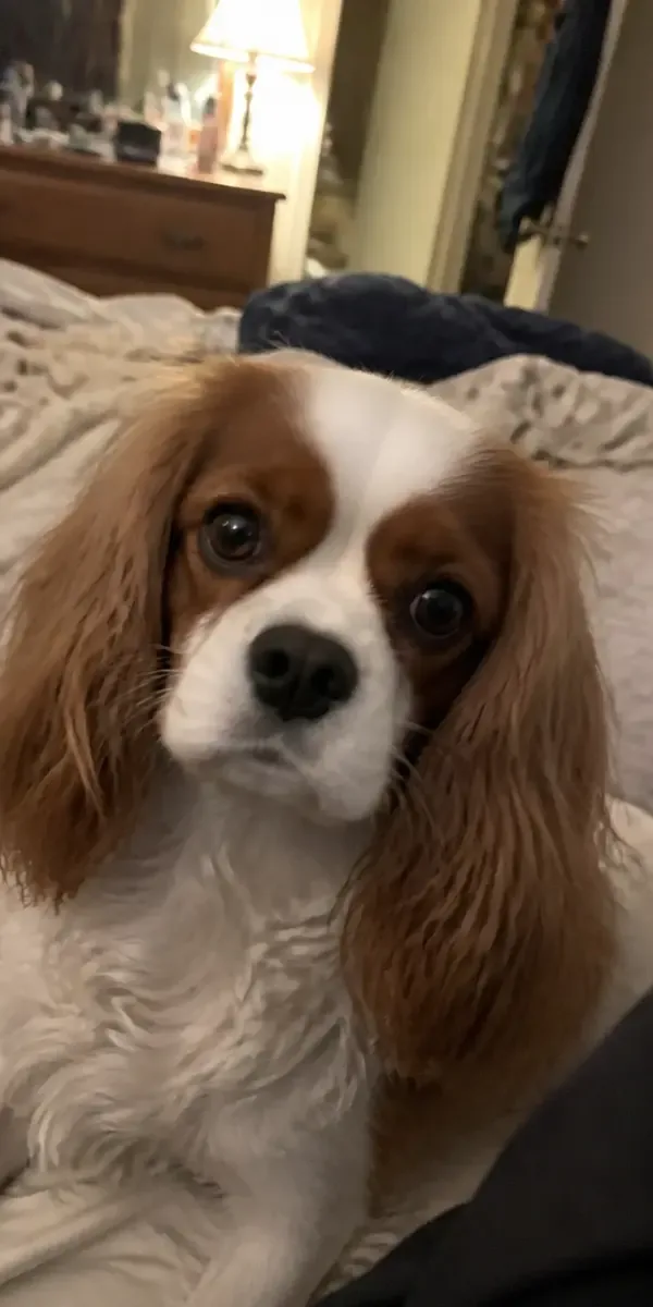 Everyday phone photo of a Cavalier King Charles Spaniel on a bed