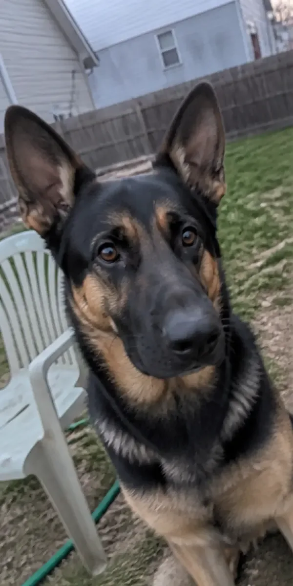 Everyday phone photo of a German Shepherd in a backyard