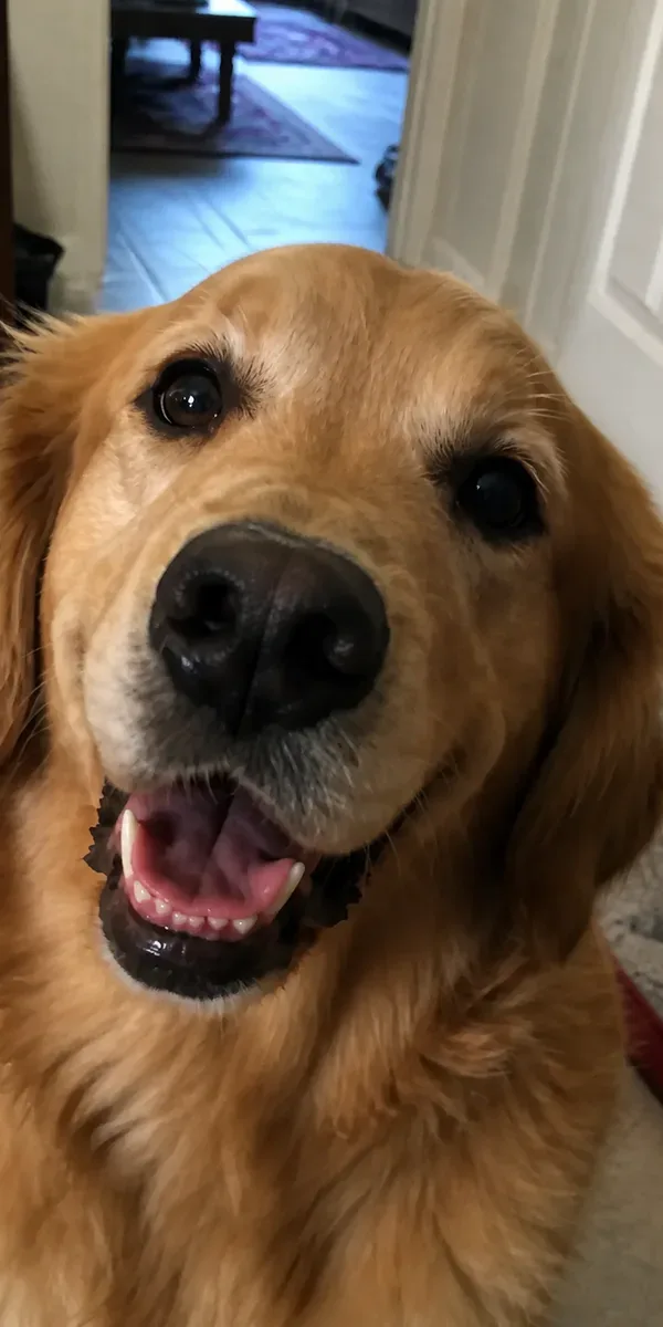 Everyday phone photo of a Golden Retriever taken too close in a hallway