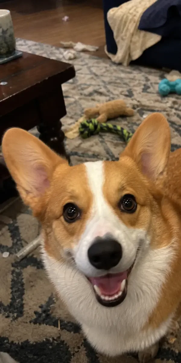 Everyday phone photo of a Pembroke Welsh Corgi among living-room toys