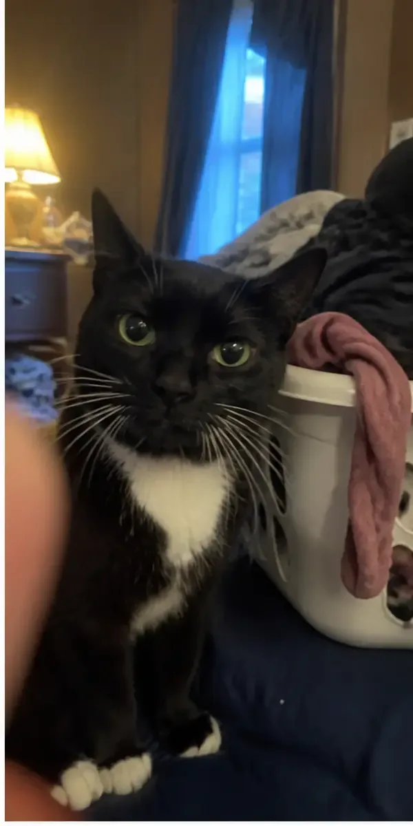Everyday phone photo of a tuxedo cat beside a laundry basket